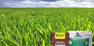 Foliar top dressing of wheat with urea - the experience of farmers