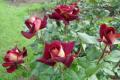 Роза Eddy Mitchell (Эдди Митчелл) - моя сказочная роза